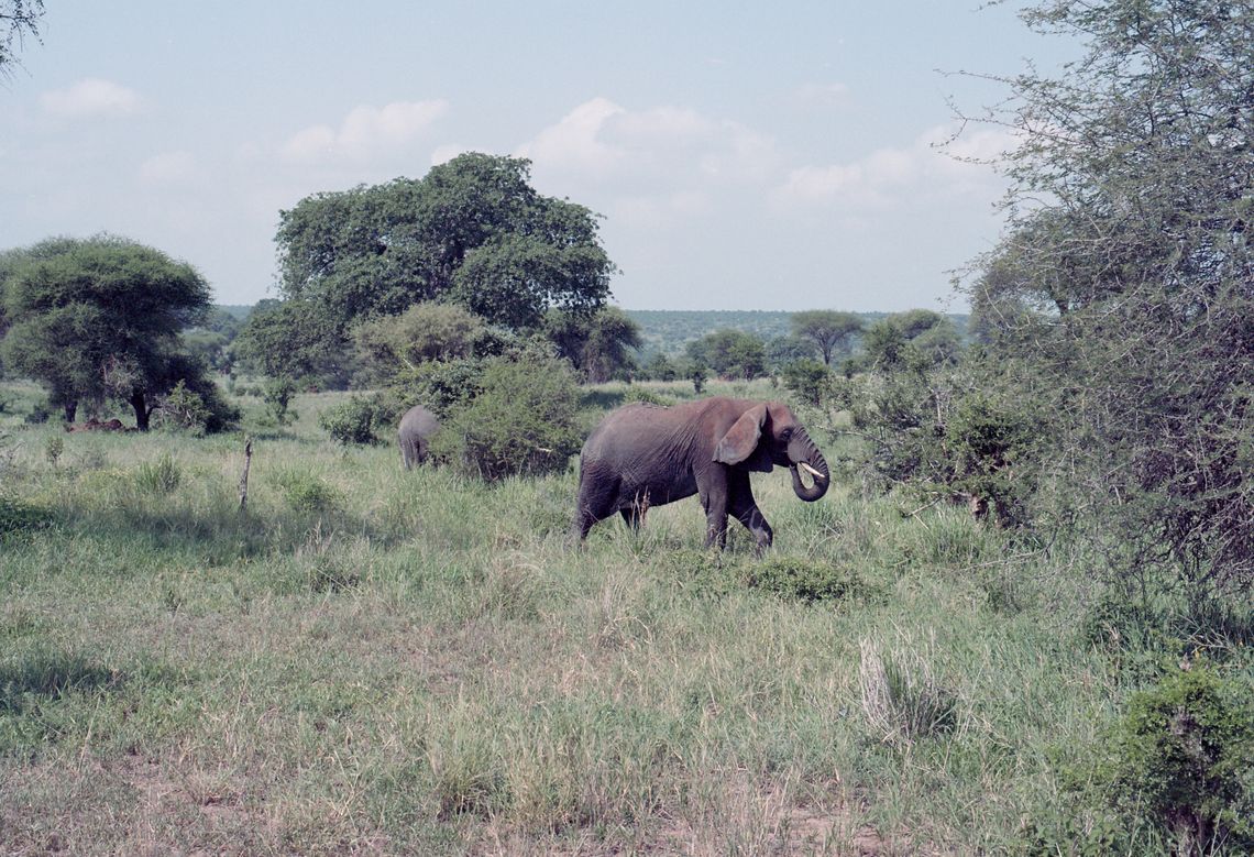 Safari - Analog