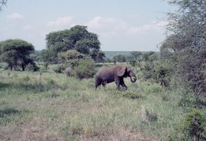 Safari - Analog
